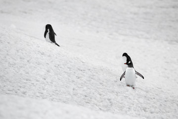 gentoo penguins in snow