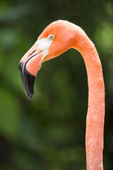 head shot of flamingo