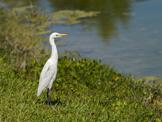 heron bird on the lake