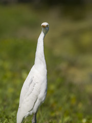 heron bird