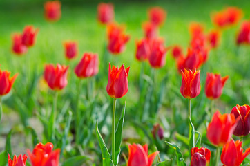 Fototapeta na wymiar Flowers tulips in the garden