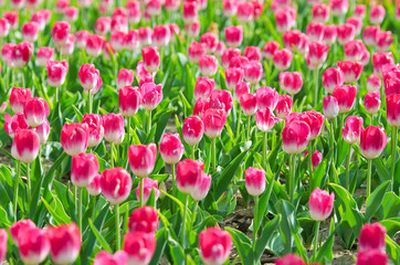 Flowers tulips in the garden
