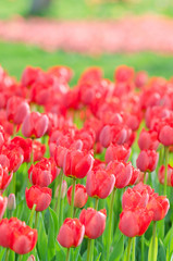 Flowers tulips in the garden