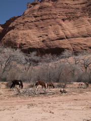 horses with bare tree and cliff in background