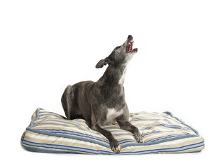 howling greyhound