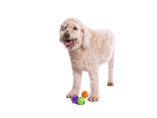 labradoodle tennix