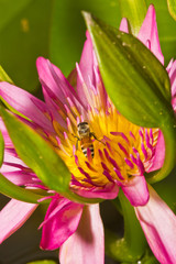 close up of lotus flower and bee