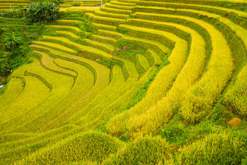 Rice Terraces