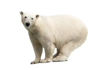 Photo sur Aluminium Ours polaire polar bear over white