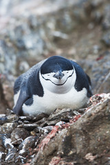 penguin on rocks