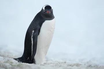 Foto op Canvas pinguïn op sneeuw © rusugrig