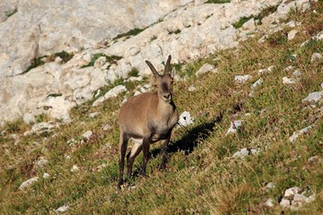 bouquetin