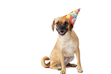 puggle with a hat