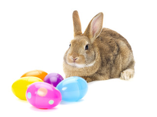 rabbit looking on eggs
