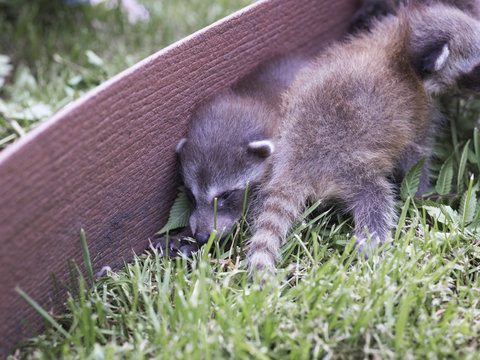 racoon buddies