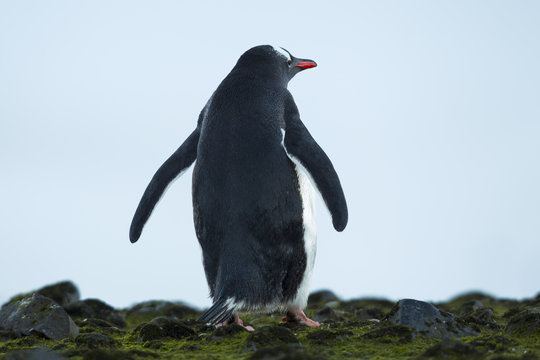 rare view of a standing gentoo penguin