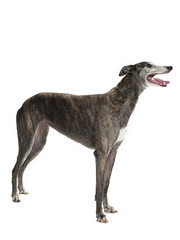 sideways standing greyhound