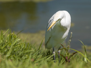 swan looking for food