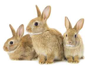 Fototapeta premium trzy brązowe króliki