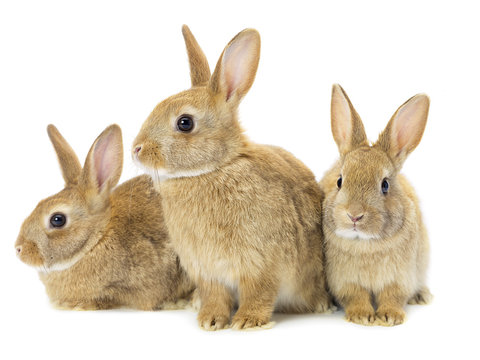 three brown rabbits