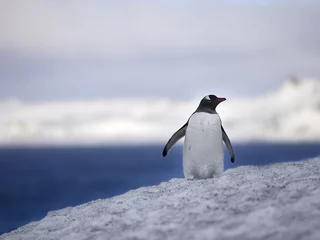 Foto op Plexiglas view of a penguin on snow © rusugrig