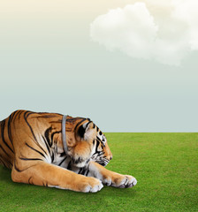 tiger sleep under the sky with cloud on grass floor