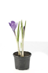 Purple crocus on white