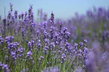 Obraz premium lavender