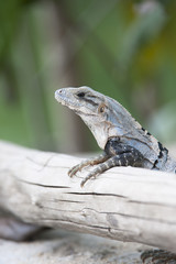 wild lizard on a branch