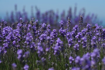 lavender