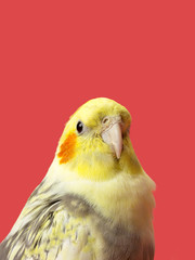 yellow northern cardinal