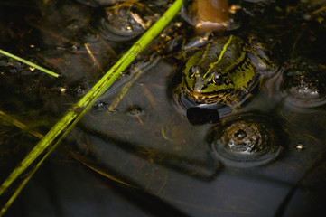 frog Pelophylax lessonae syn. Rana lessonae