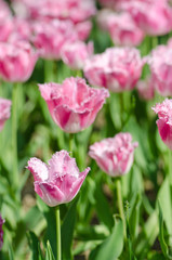 Garden with tulip flowers in summer