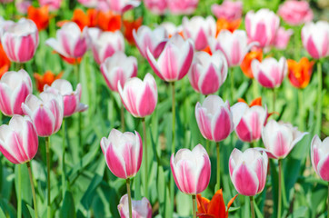 Fototapeta premium Garden with tulip flowers in summer