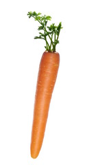growing carrot