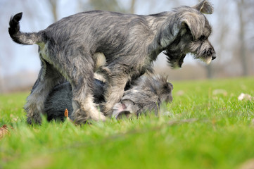 Mittelschnauzer
