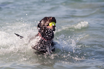 Labrador mit Tennisball im Maul rennt durchs Wasser