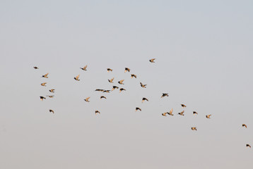 Common starling, Sturnus vulgaris
