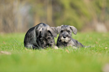 Mittelschnauzer