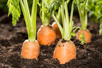 Some Carrots in the dirt