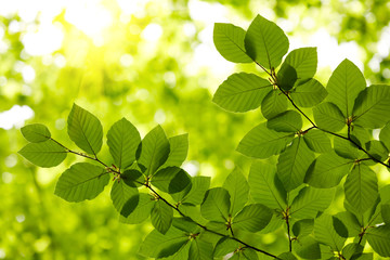 Fototapeta na wymiar Zielone liście tło