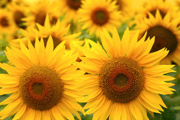 Obraz premium Sunflowers