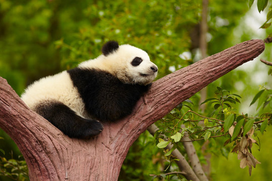 Fototapeta Sleeping giant panda baby
