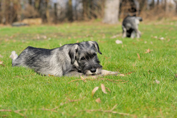 Mittelschnauzer