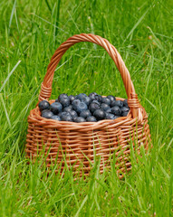 Basket full of blueberries
