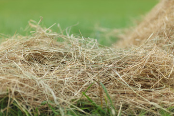 hay close up