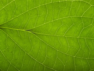 Fototapeta na wymiar zielony liść makro