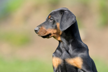 Dobermann