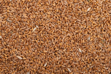 Grains of wheat