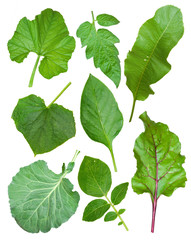 Fototapeta na wymiar Set of leaf vegetables